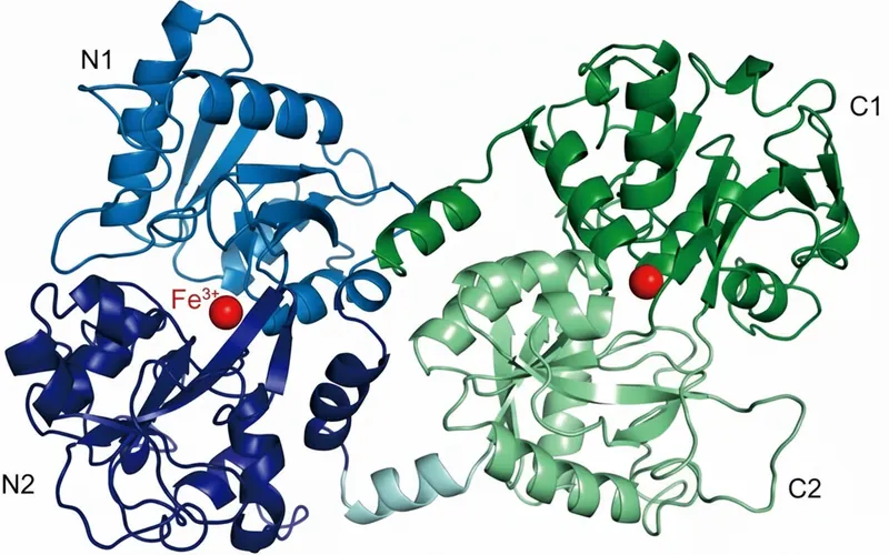 3D molecular structure of lactoferrin protein showing its distinct lobes and iron-binding sites highlighted in red